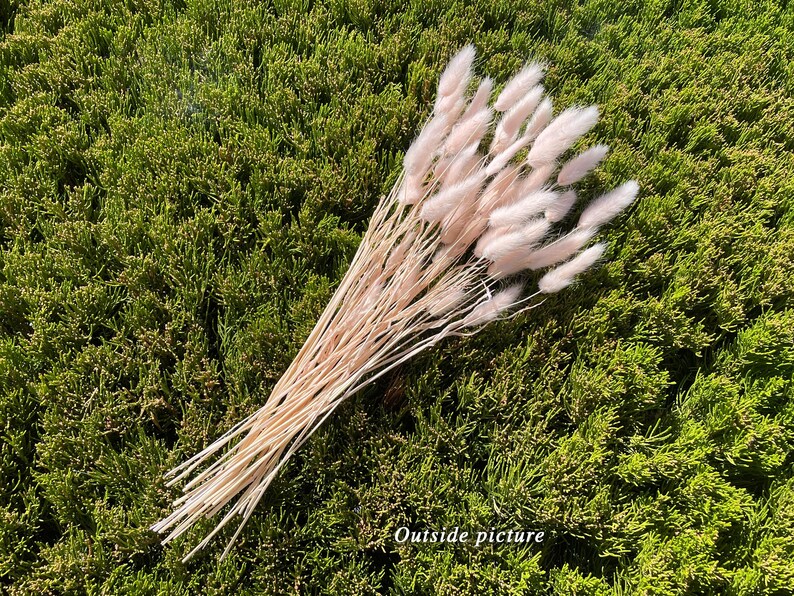 May include: A bunch of dried pampas grass with soft, feathery plumes in a light pink color. The grass is arranged in a bouquet and is lying on a bed of green foliage.