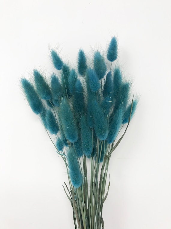 Turquoise Dried Lagurus Floral Stems, Botanical Decor (15g)