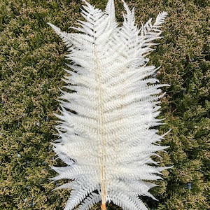 White Long Ferns Qty 10 Dried flower Fern Wall Art Wedding Decor Floral Arrangement White Fern Leaves Boho Fern Decor Fern Nursery Decor