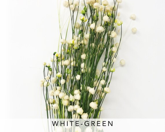 20g Flax Rin Flower White Green Dried Flowers Floral Etsy