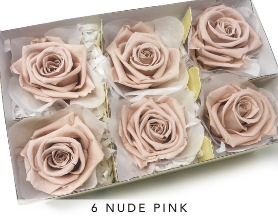 Preserved Roses 6 Nude Pink Diy Floral Arrangements Etsy