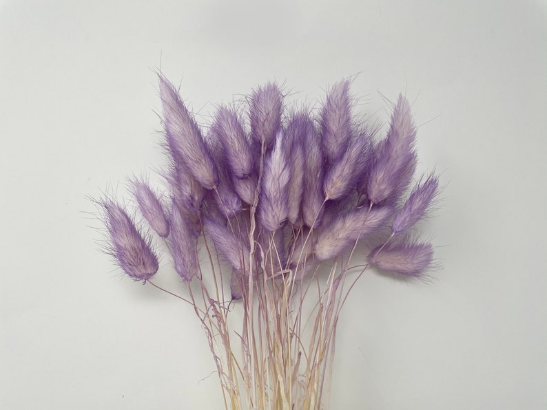 15g Lagurus in 2 Tone Purple Dried flowers DIY Flower Etsy