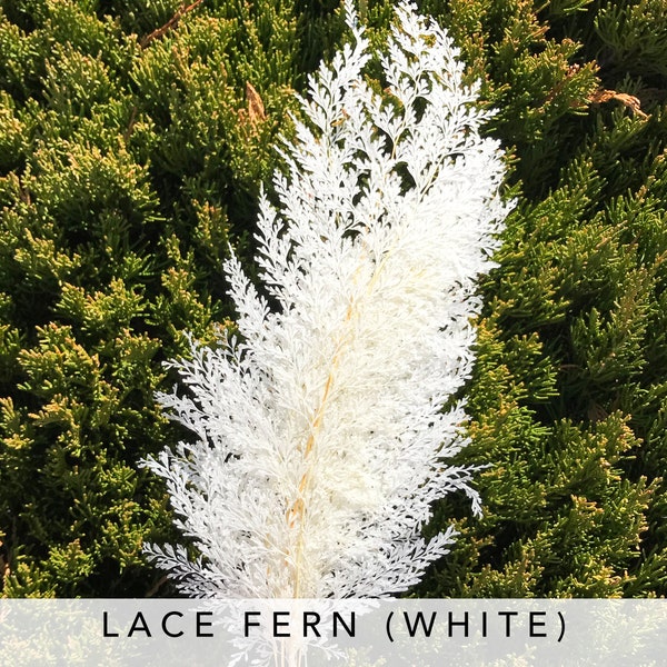 10 Lace Fern in Off White Odontosoria dried flower wedding decor floral arrangement white flower fern home decor bouquet wedding corsage