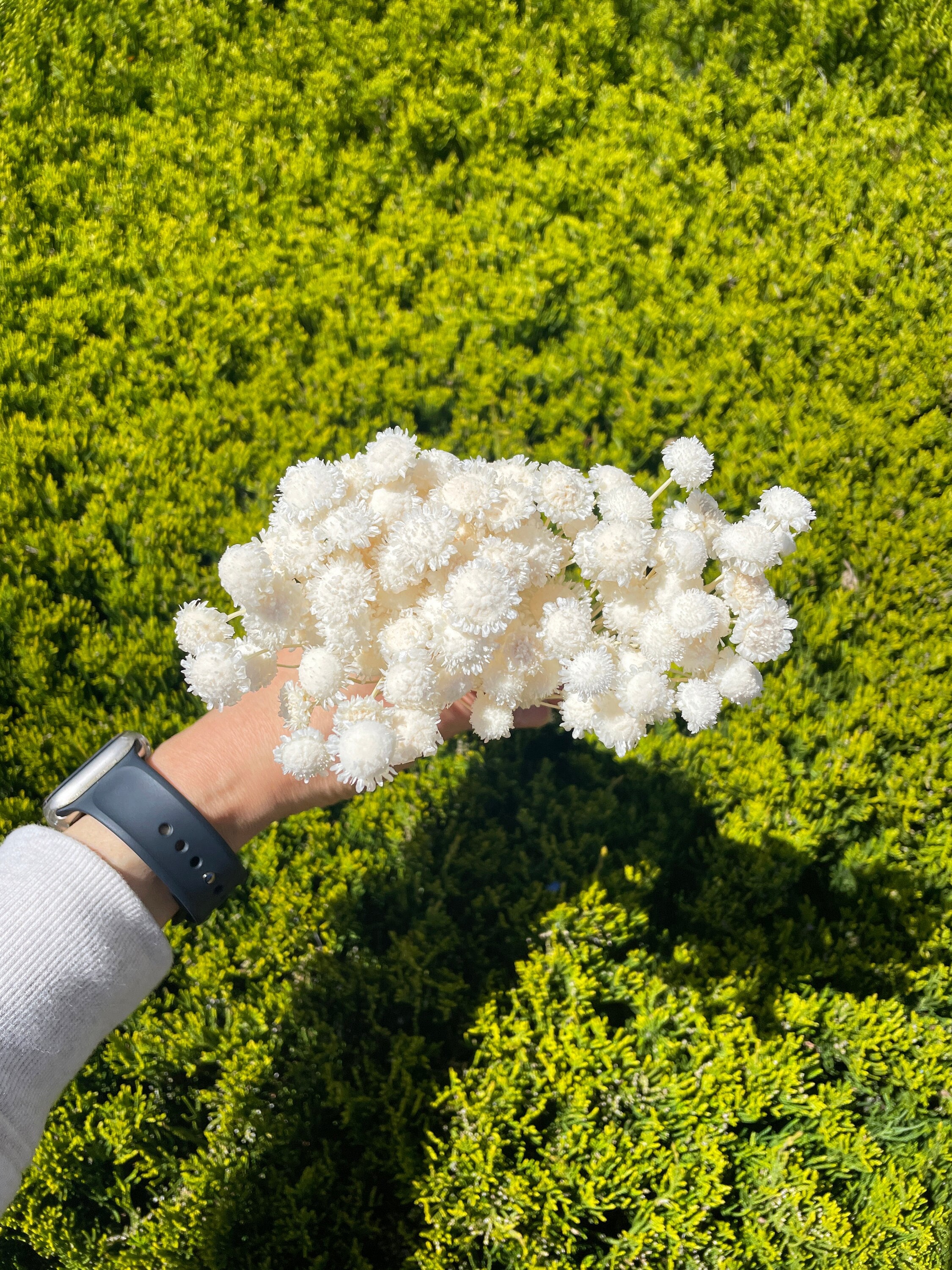 Margueritte Flower 25g White Dried flower wedding decor DIY Home decor dry floral arrangement Wedding flower Bouquet white Hair accessory