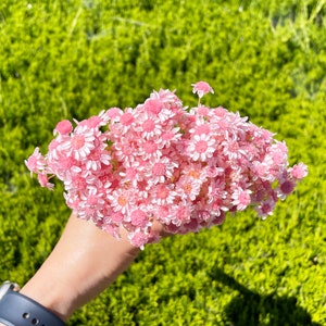 Bridal Pink Star Flower Blossom Pink Dried flower Wedding Flower DIY Home Decor Dry Flower Floral Arrangement Pink Boutonniere Bouquet 18g