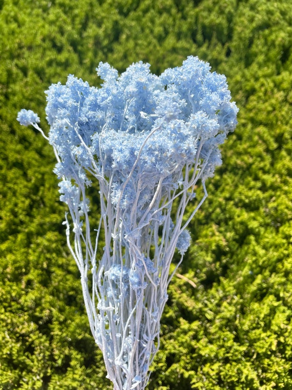 Light Blue Crispum Dried Blue Flower DIY Home Decor Floral Arrangement Blue  Wedding Decor Blue Dried Flower Blue Bouquet Corsage Blue 15g -  Norway