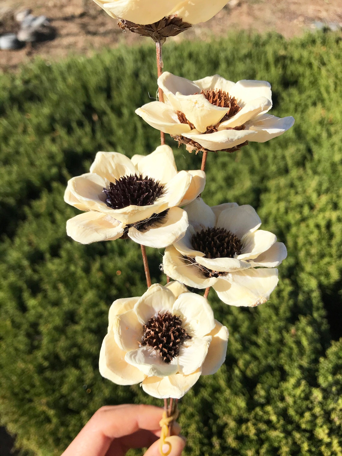 White Pine Flower 5 stems of Pine cone DIY Floral Etsy