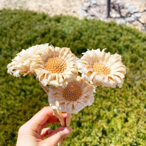 Compactors Yellowish White 5 stems Protea Compacta DIY Home decor Flower wedding decor floral Arrangement White flower gift Wedding Bouquet