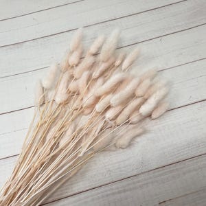May include: A bunch of dried pampas grass with soft, feathery plumes in a light beige color. The stems are long and slender, and the plumes are arranged in a loose, natural cluster.