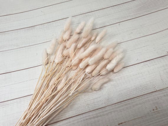Pink Dried Bunny Tail Grass, Floral Arrangement (15g)