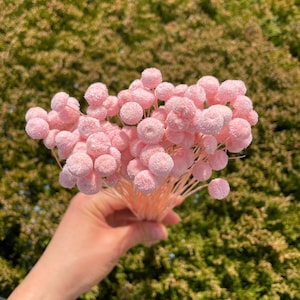 Pink Button Flower Pink Wedding Decor Dried Flower Pink home Decor Floral Arrangement Flower Arrangement Pink Wedding Flower Small 22g