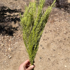 Lush Green Tea Tree Dried Flower Natural Botanical Elegance for Home Decor DIY Floral Arrangement Green flower Wedding Decor flower 40g