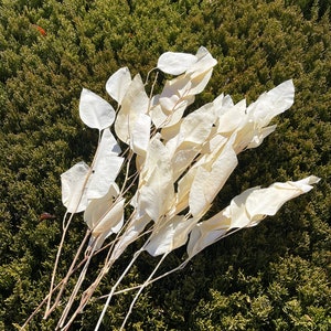 Gedroogde Eucalyptus Populus Off White gedroogde bloemen DIY interieur, bruiloft decor bloemstukken bloemendecor Droog bloemstukken