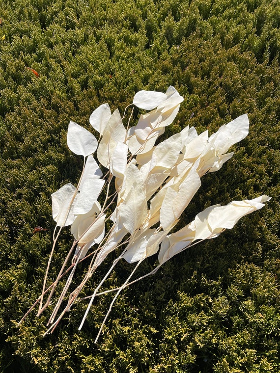 Dried Eucalyptus Populus off White, Dried Flowers, Home Decor