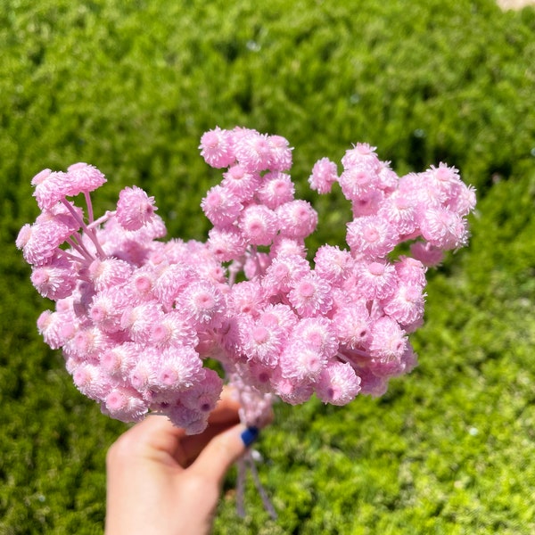 Pink Helichrysum immortelle Dried Flower Pink preserved flower DIY Pink Floral arrangement Pink dry flowers wedding decor flower Dry Pink