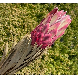 Center Piece Dry Flower Pink Protea Venus Natural Big Dried flower for Vase Floral Arrangement Pink Dried Wedding Bouquet DIY Home Decor