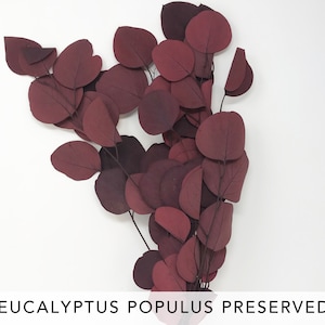 Red Eucalyptus Populus preserved DIY Home decor Wedding decor Floral arrangement flower decor flower arrangement Wedding Bouquet Red Leaves