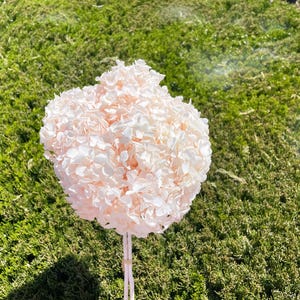 Light Pink Preserved Hydrangea 2 Stems Dried hydrangeas Pink Home decor Floral Pink Wedding Decor Flower Pink Floral Arrangement Boho flower