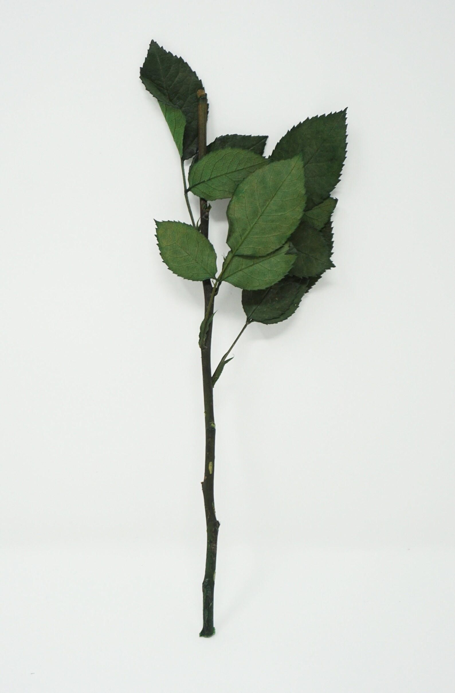 7 preserved rose stems real stems preserved flowers wedding Etsy