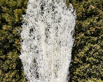 May include: A bunch of white dried baby's breath flowers against a green background.