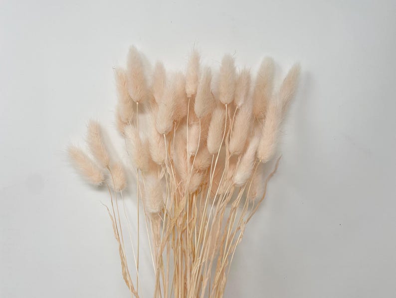 May include: A bunch of dried pampas grass with soft, feathery plumes in a light blush pink color.
