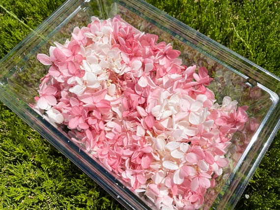 Hydrangea in Rose White, Preserved Hydrangeas, Preserved Flowers