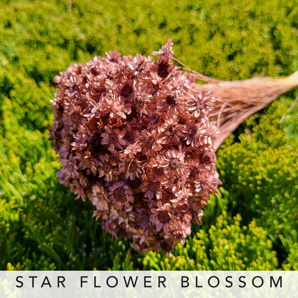 Mauve Pink color Star Flower Blossom Dried flower Floral arrangement Wedding Flower Dry wedding decor home decor bouquet a bunch of 18g