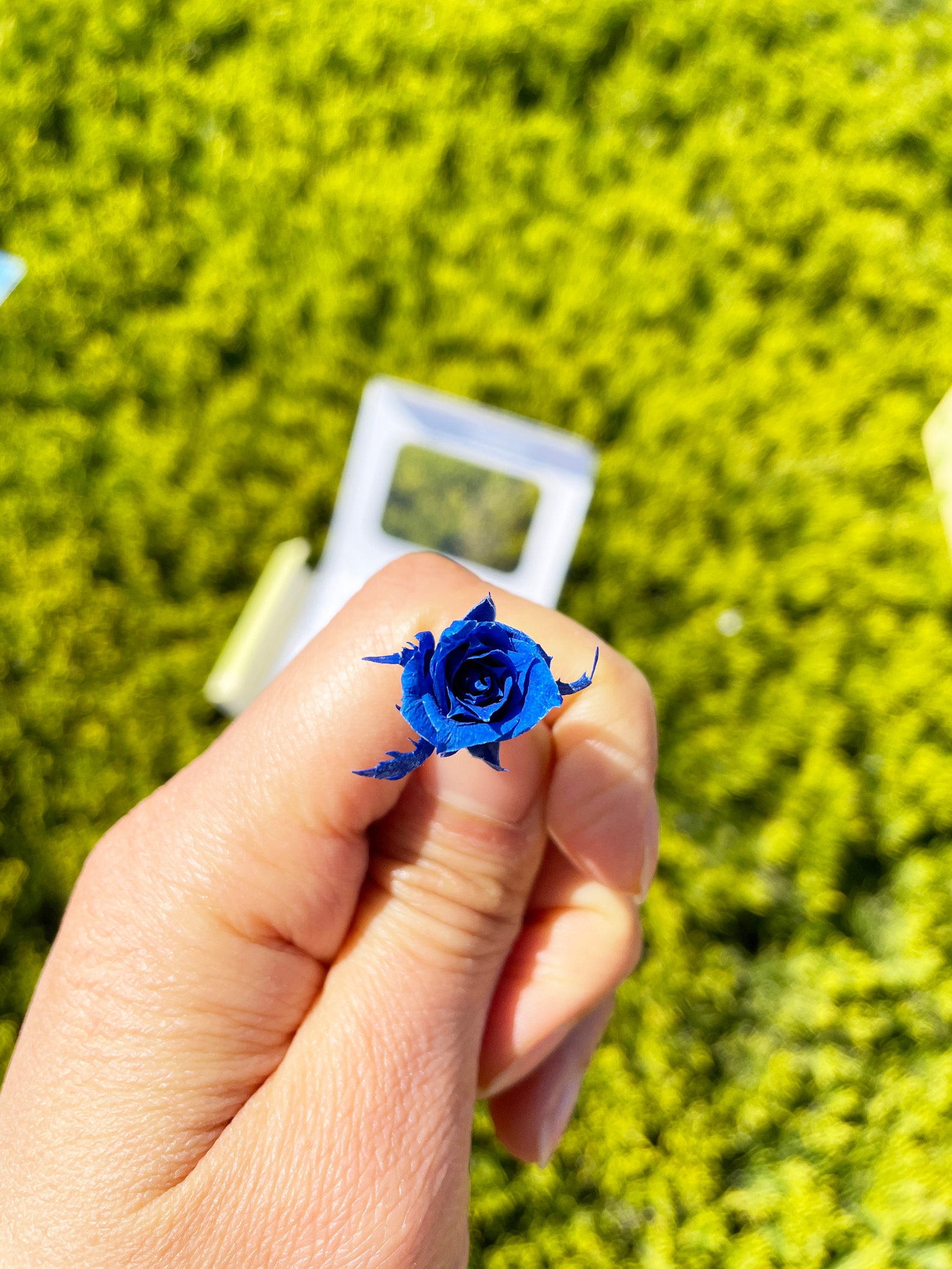 0.375 Inch Grand Blue Rose Tiny MICRO Preserved Rose SMALL Floral ...