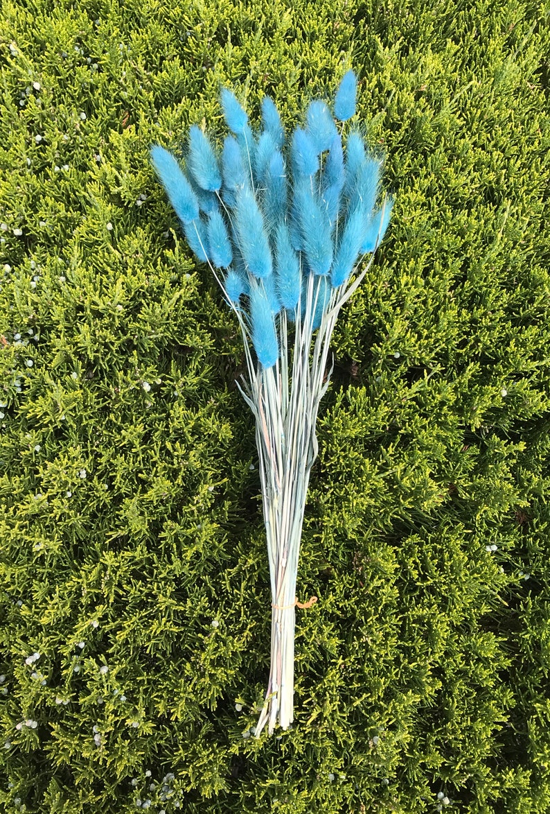 May include: A bunch of blue dried bunny tail grass, tied together with a rubber band. The grass is arranged in a bouquet shape and is set against a green background.