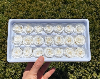 Rosas blancas preservadas en caja, de 2-3 cm de diámetro. Rosa pequeña.