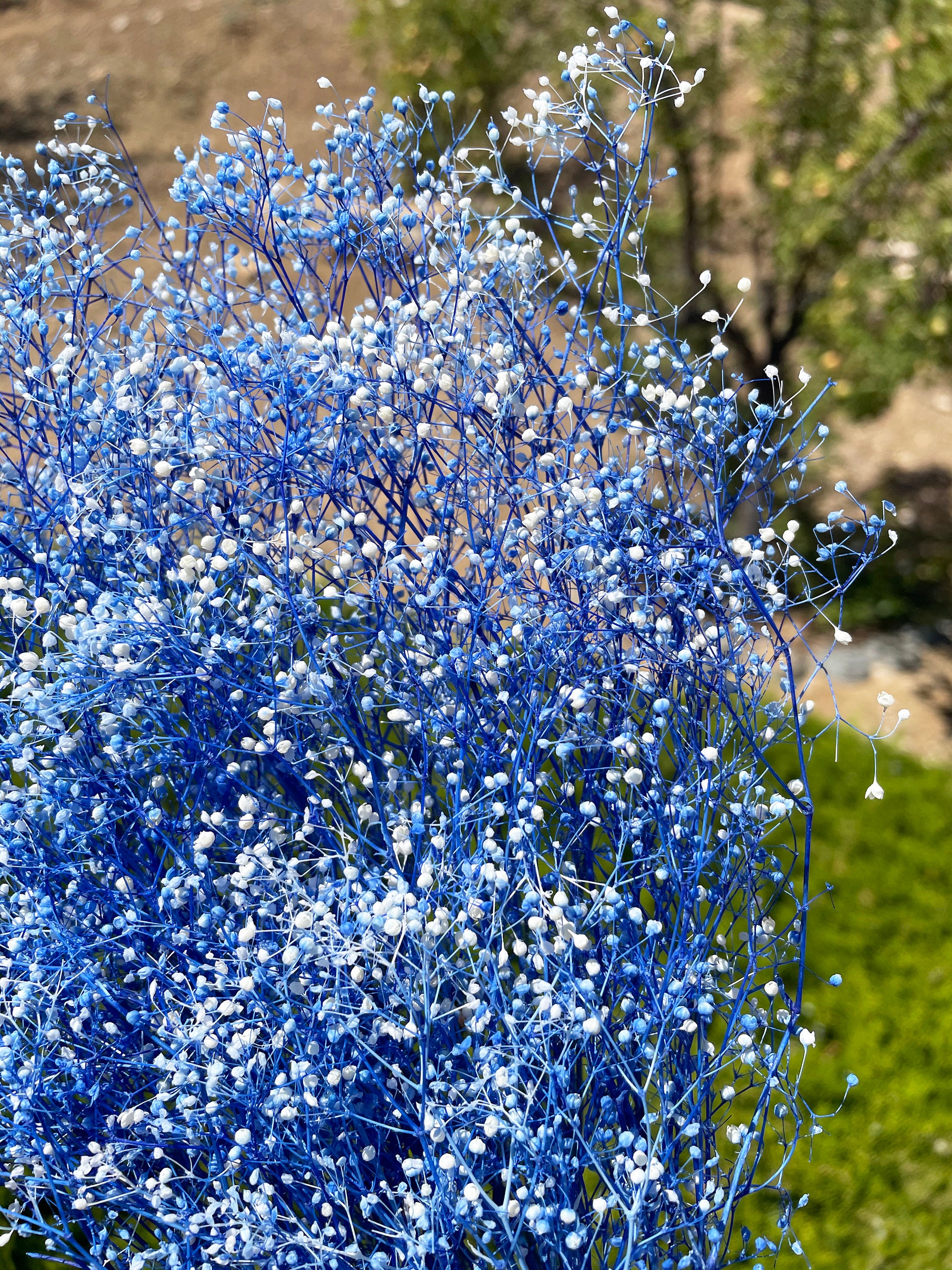 White Blue Baby's Breath Flower Mini Dried Flower Gypsophila