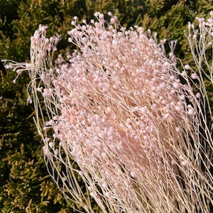 Pink Broom Bloom Pink Dried flower Pink Wedding decor Bouquet DIY floral arrangement Pink Home decor Dry Flower Arrangement Bouquet Pink 20g