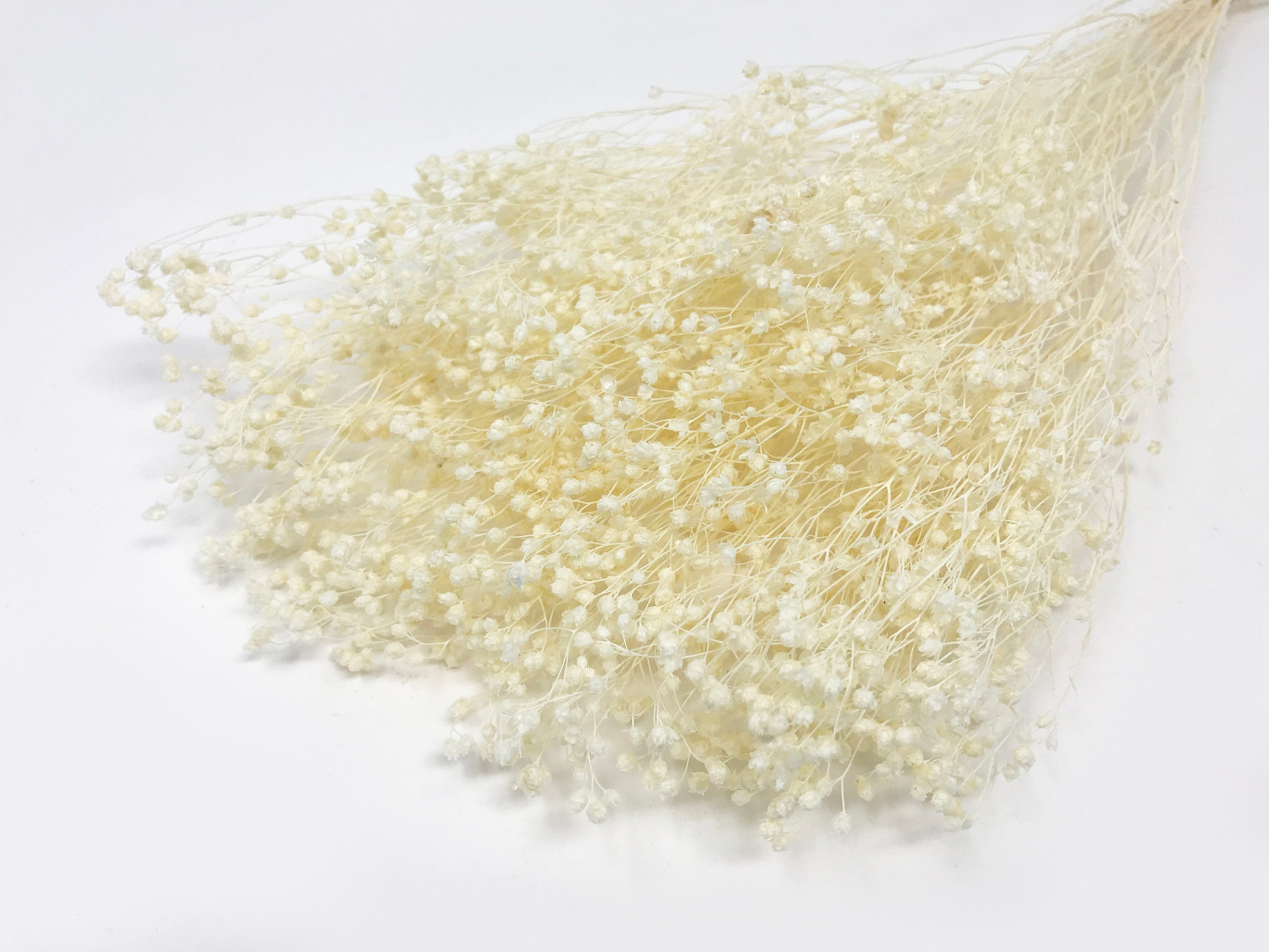 15g White Broom Bloom Fleurs de mariage fleurs séchées Etsy