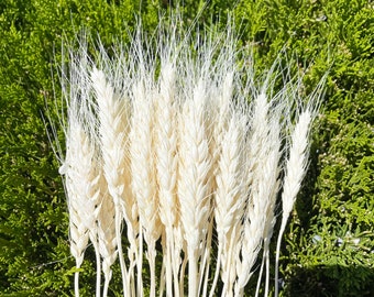 White Triticum Durum Dried Flower Bundle (40g), Made in Japan