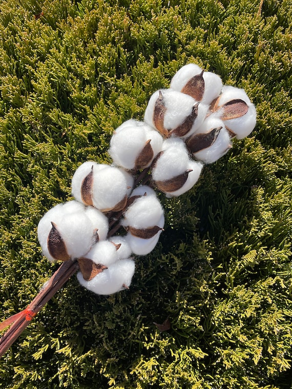 10 Balls Per Stem Cotton Flower Dried Cotton Stems Farmhouse