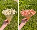 22g White Amarely Flowers or Pink Dried flowers, flower arrangement, stem flowers, wedding flower, home decor, floral arrangements 