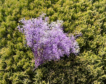 White Purple Mini Baby's Breath Flower Tip Gypsophila 7g Wedding Corsage Purple Boutonniere Floral Arrangement Purple Dried flower Corsage