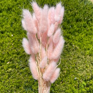 May include: A bunch of dried bunny tail grass in a light pink color. The stems are natural and beige.