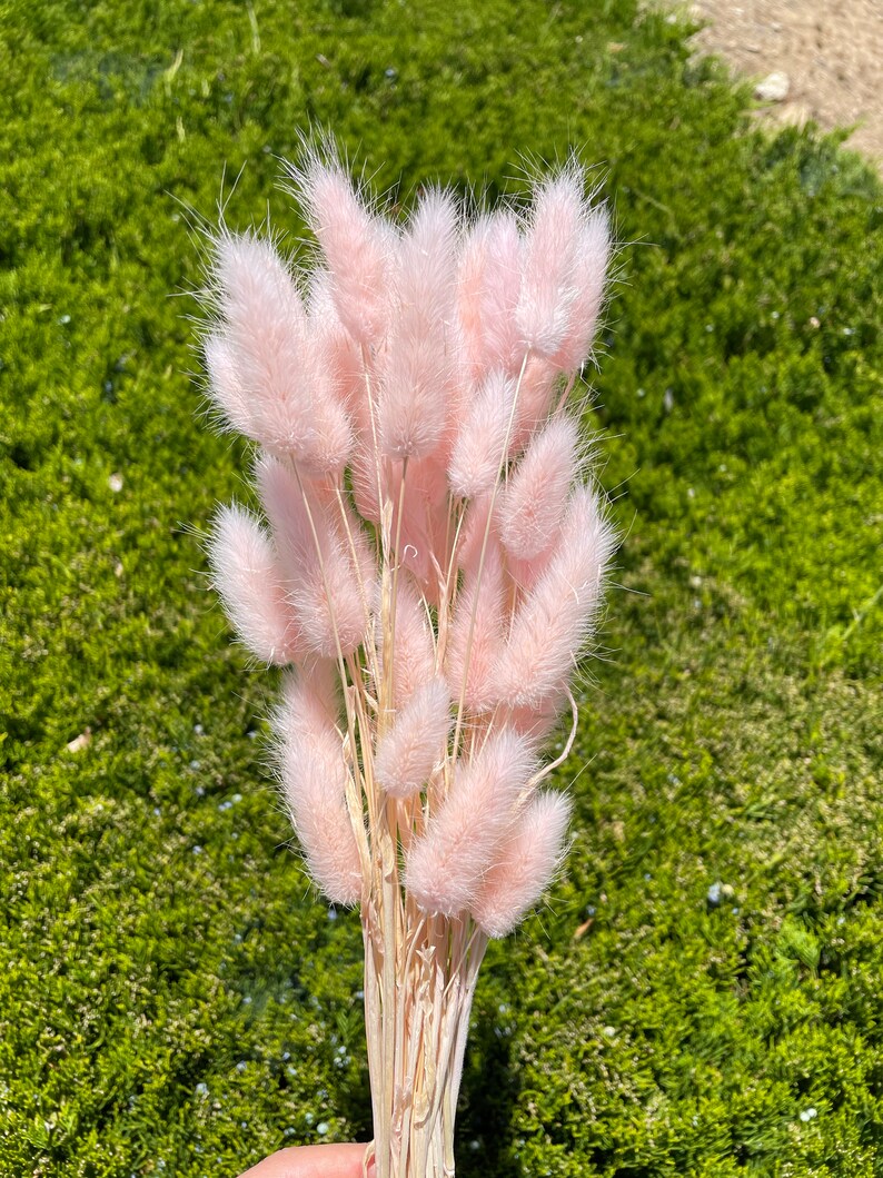 May include: A bunch of dried bunny tail grass in a light pink color. The stems are natural and beige.