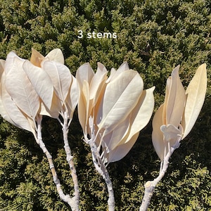 Magnolia Off White Magnolia Grandiflora Dried Flower White preserved flower white Wedding Decor Dry Flower Wedding Bouquet Big Leaves Floral