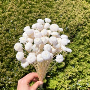Lime Green Button flowers-30 dried button flower stalks-Corsage flowers-Wedding flowers