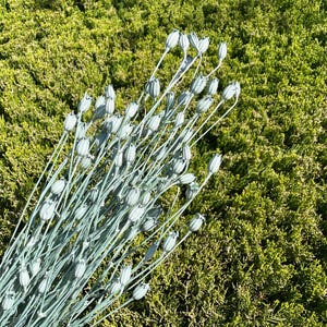 Turquoise Florentiner Dried flower Wedding decor Blue DIY Floral arrangement wedding flower DIY Flower arrangement Blue Home decor 30g
