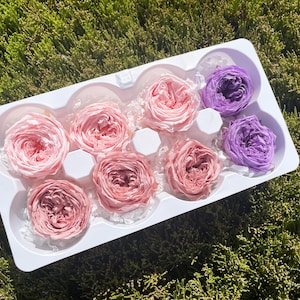 Assorted Color Preserved Rose Wedding decor rose DIY Home decor Wedding floral arrangement boutonniere Wedding flower Pink gift Rose Temari