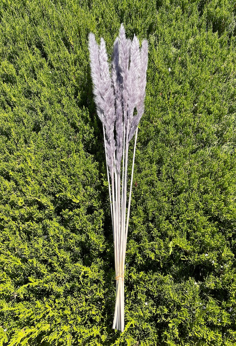 10 Stems Tail Reeds Floral Arrangements Dried Flowers Etsy