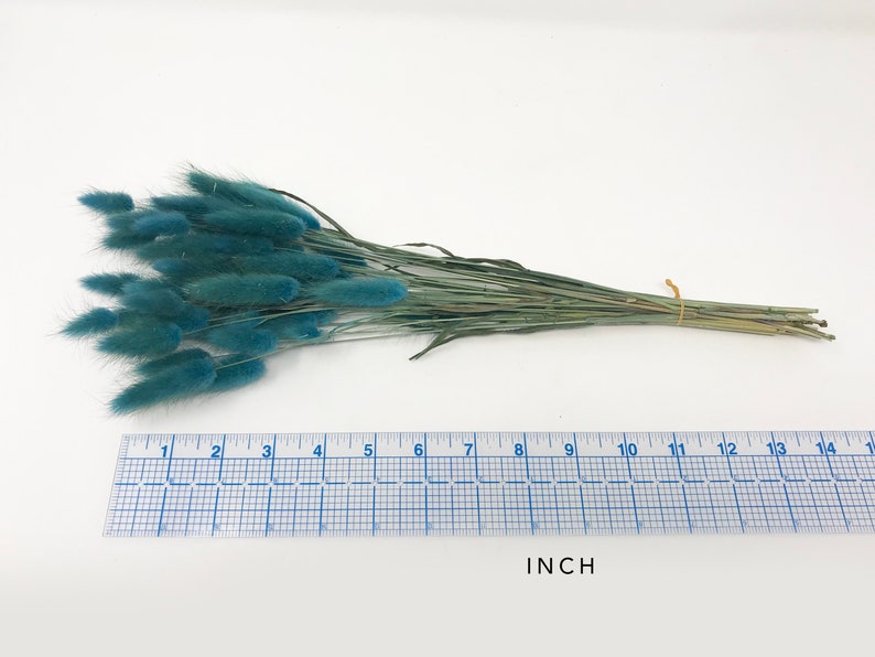 May include: A bunch of dried blue bunny tail grass, tied together with twine, measuring 14 inches in length.