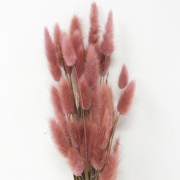 Natural pink Bunny Tail Dried flowers hare's-tail grass DIY Home Decor Lagurus
