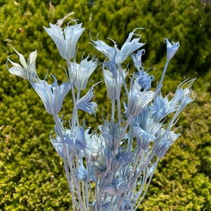 Water Blue color 30g Nigella Orientalis Blue Dry Flower arrangement Dried flower DIY Floral arrangement Wedding decor Blue Home decor