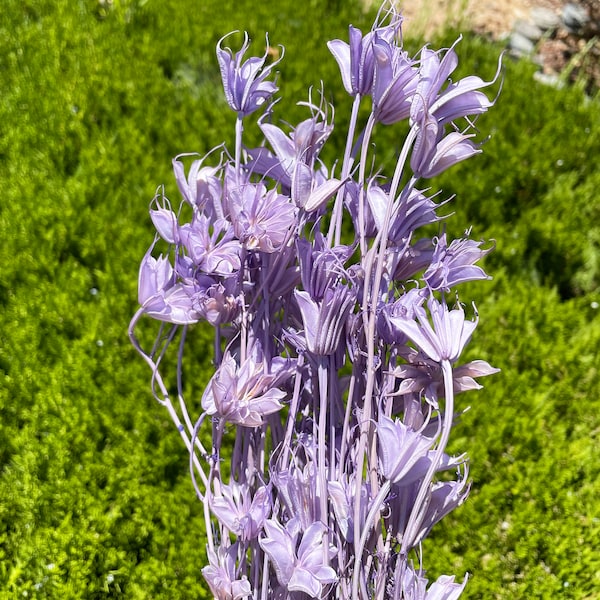 Light Purple 30g Nigella Orientalis Dried flower Dry Floral Arrangement DIY Wedding decor Light purple Flower arrangement Home decor