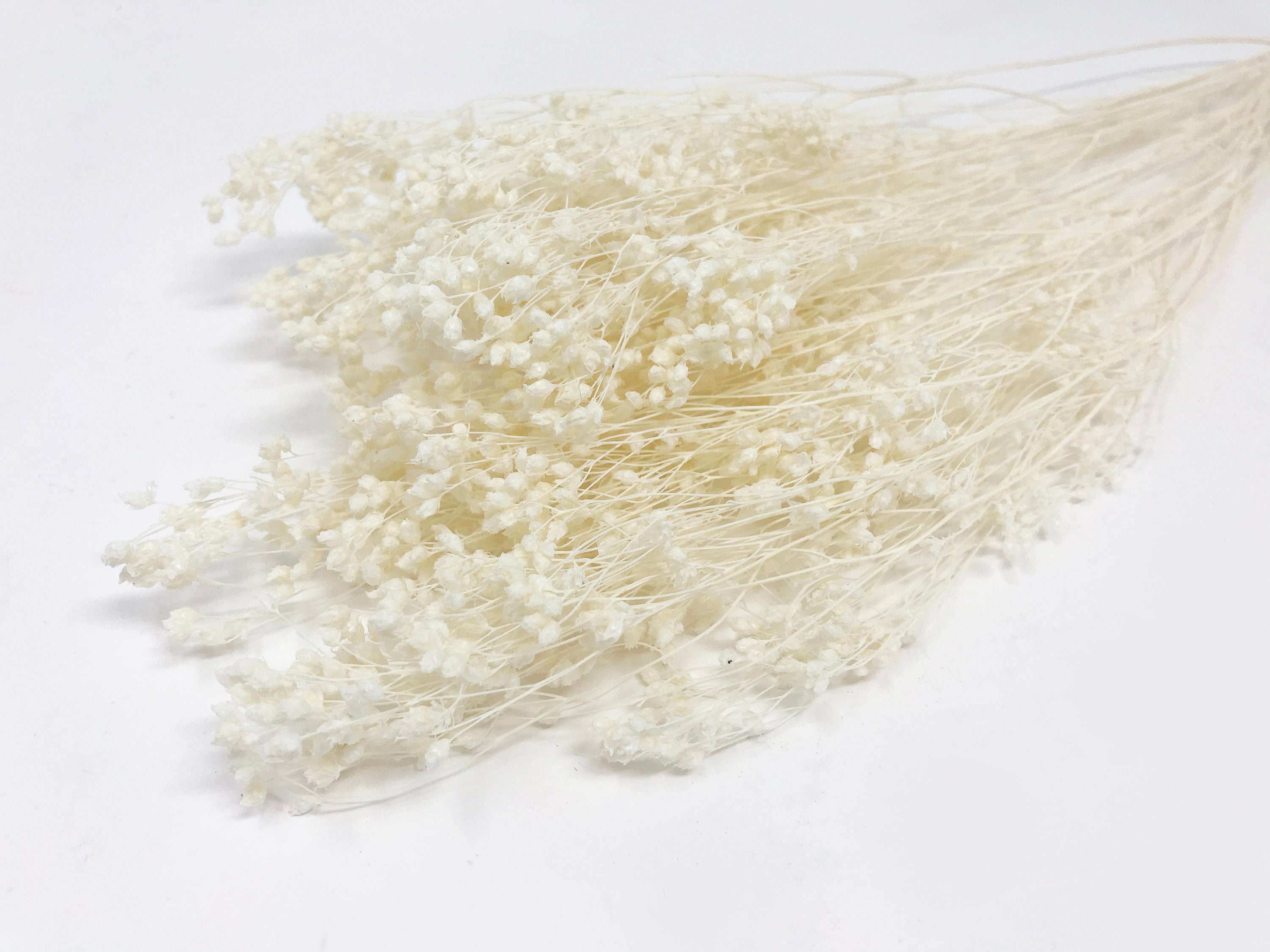 15g White Broom Bloom Fleurs de mariage fleurs séchées Etsy