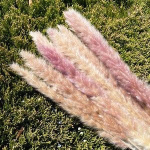 Tail Reeds, DIY Floral Arrangements, Dried Flowers, Wedding Decor, Home ...